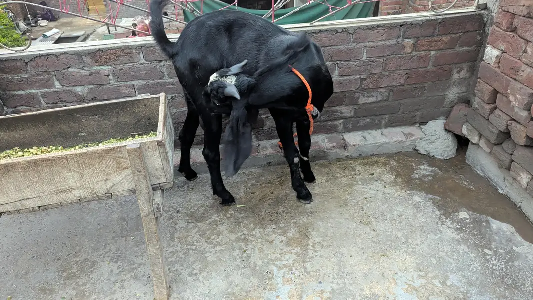 Bakra top quality breeder — photo 4