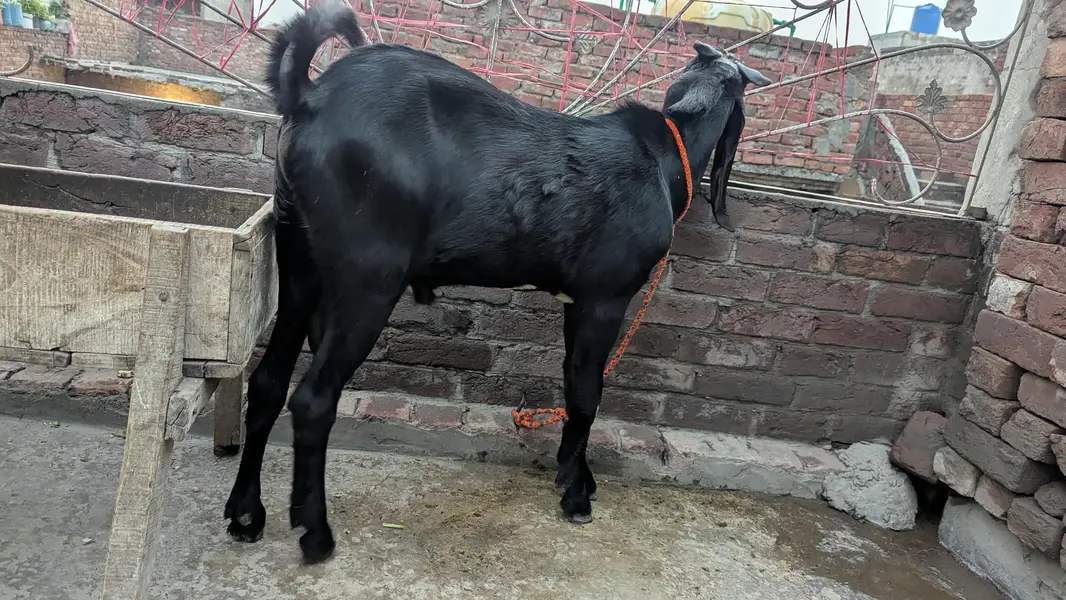Bakra top quality breeder — photo 5