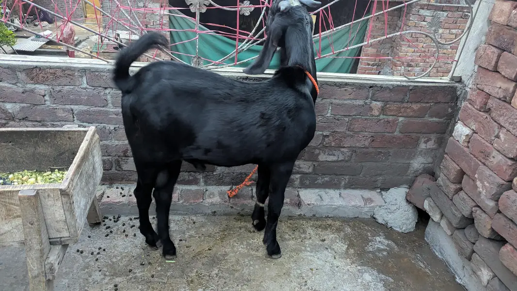 Bakra top quality breeder — photo 6