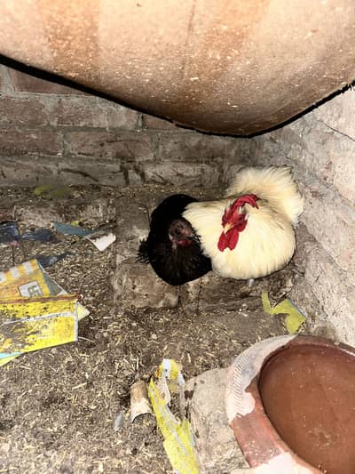 Bantam breeder male available