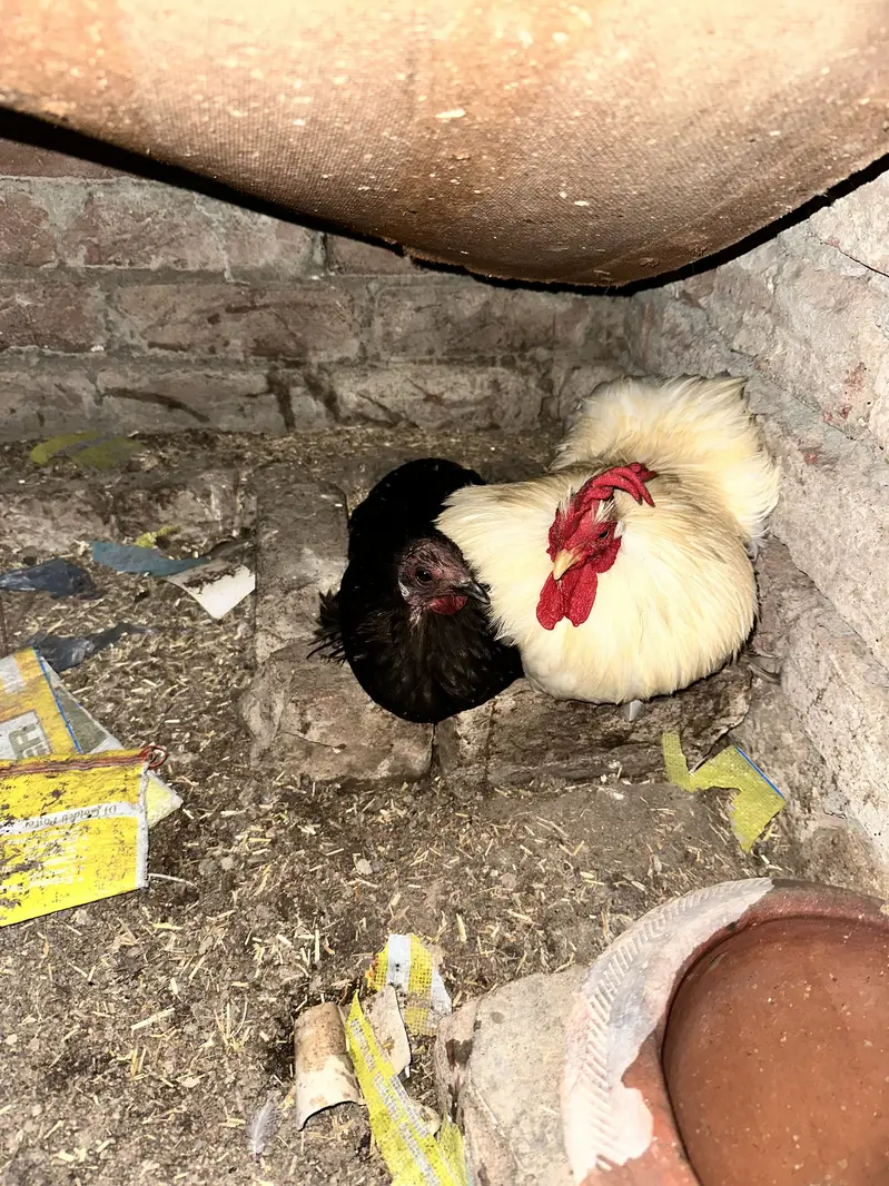 Bantam breeder male available — photo 2