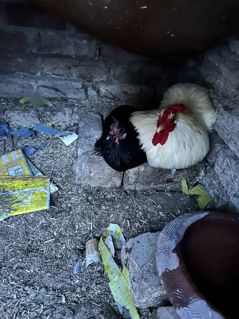 Bantam breeder male available — photo 3