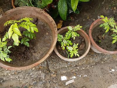 Curry patta plants