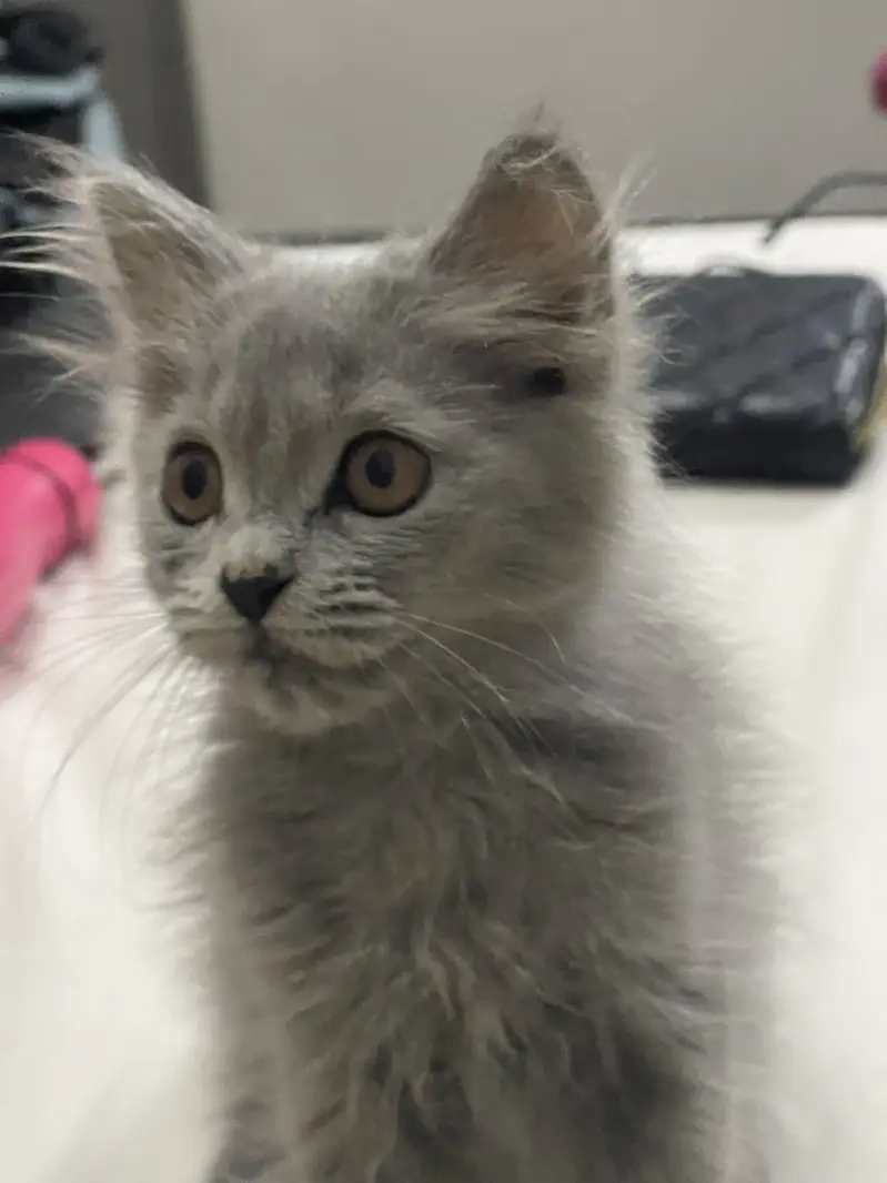 Gray Persian Kitten for Sale — photo 4