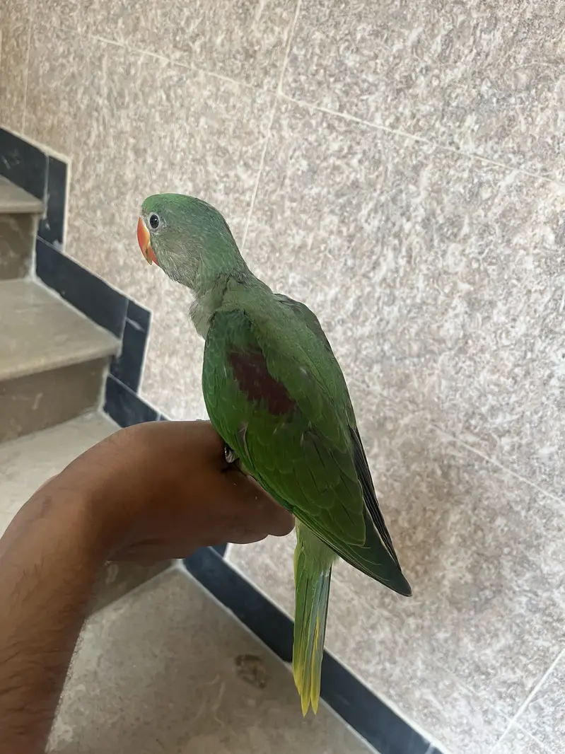 Raw chick — photo 2