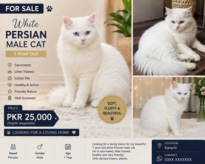 beautiful cat male . . .