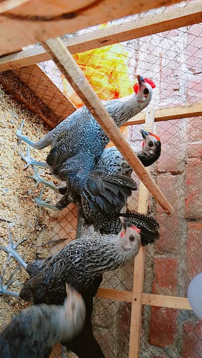 Golden Misri Hen | Misri Hen | Silver Misri Hen | Andon wali murghi