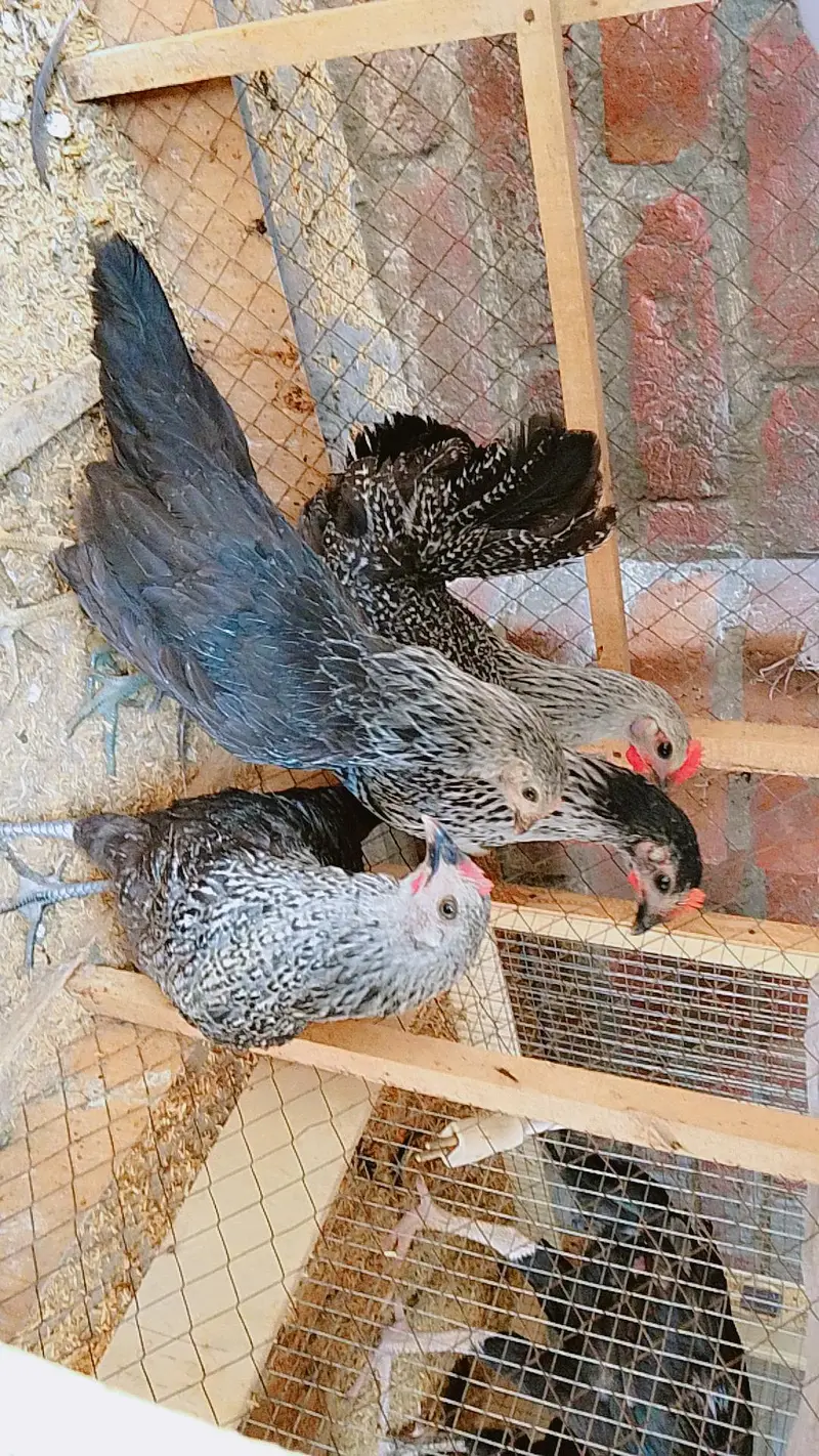 Golden Misri Hen | Silver Misri Hen | White Buff Chicks — photo 2