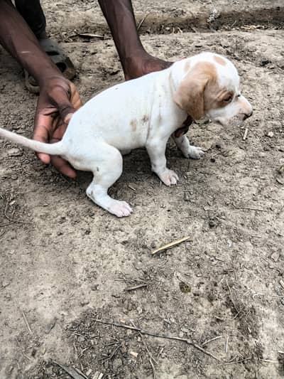 pointer