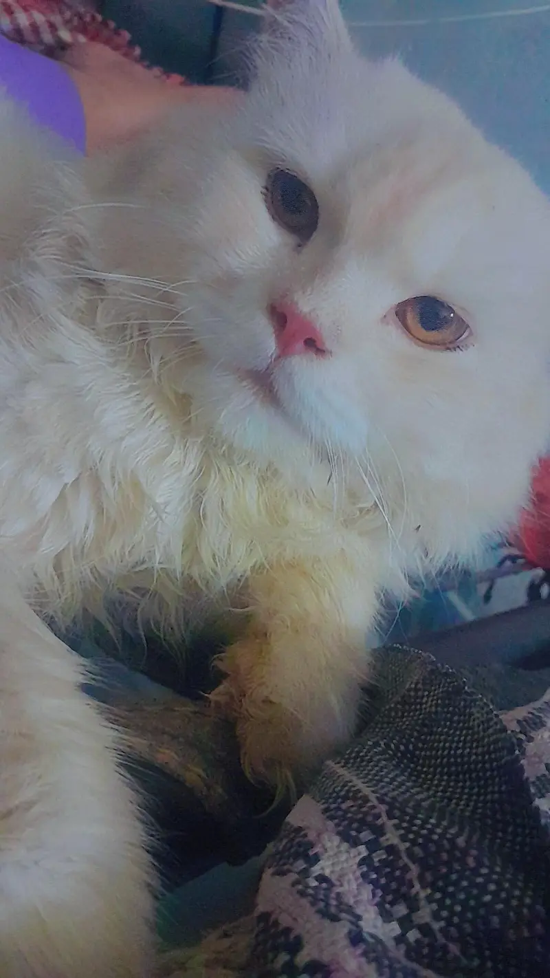 pregnant female — photo 2