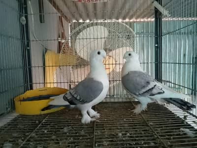 Two Sentient Top Quality Pairs o313 46o3o4o