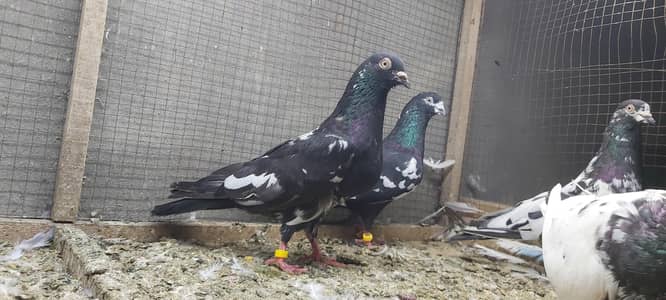 Rampuri joro walay kabotar for sale.