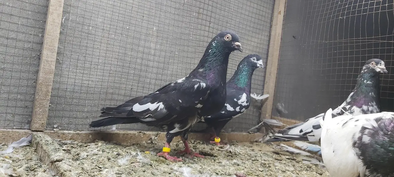 Rampuri joro walay kabotar for sale.