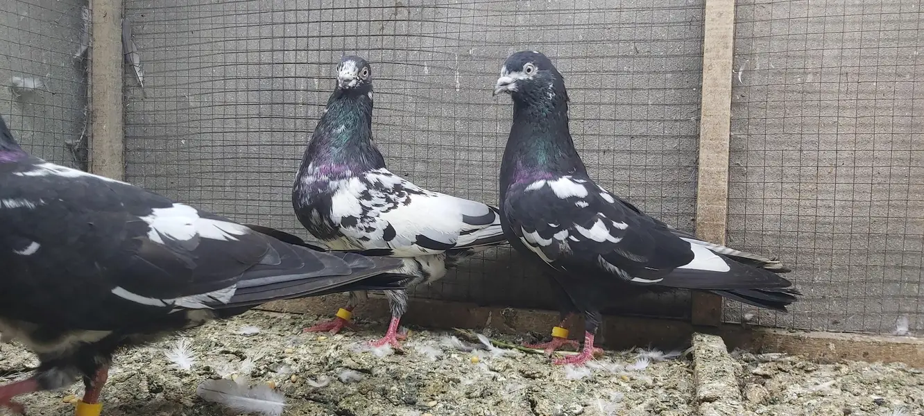 Rampuri joro walay kabotar for sale. — photo 3