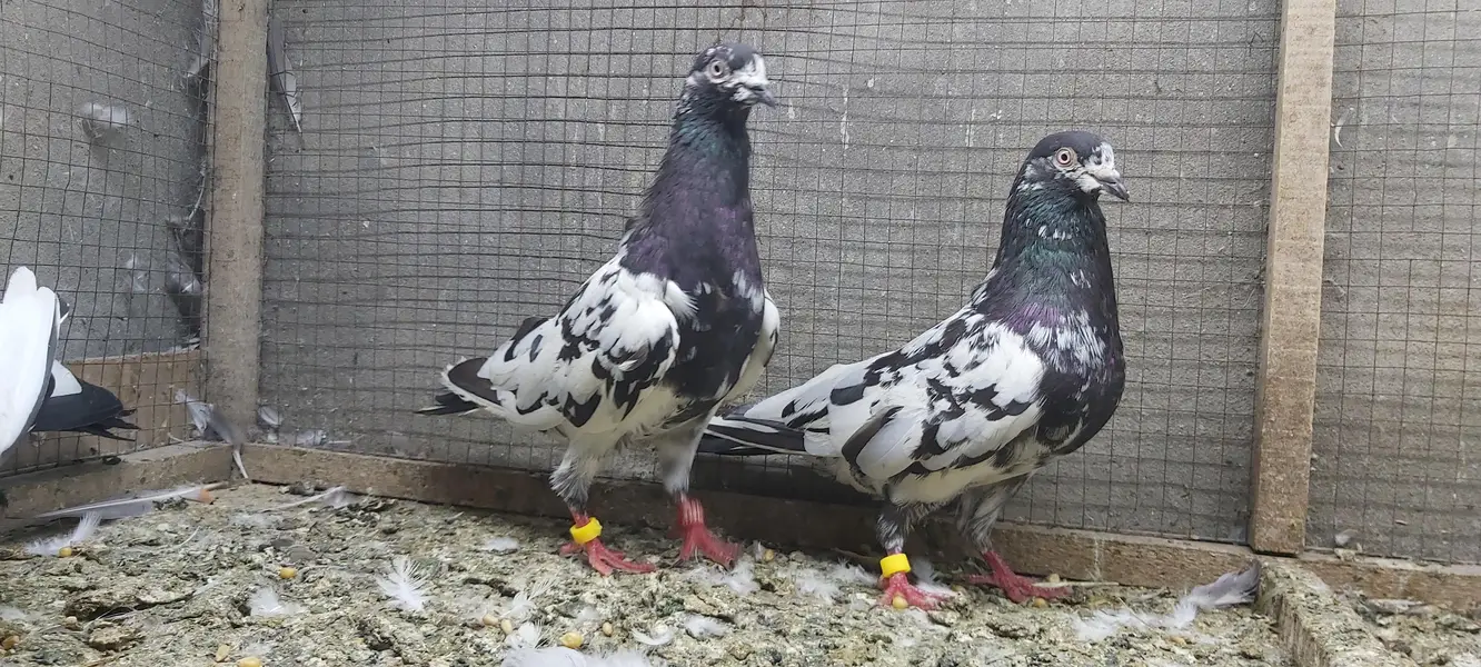 Rampuri joro walay kabotar for sale. — photo 5