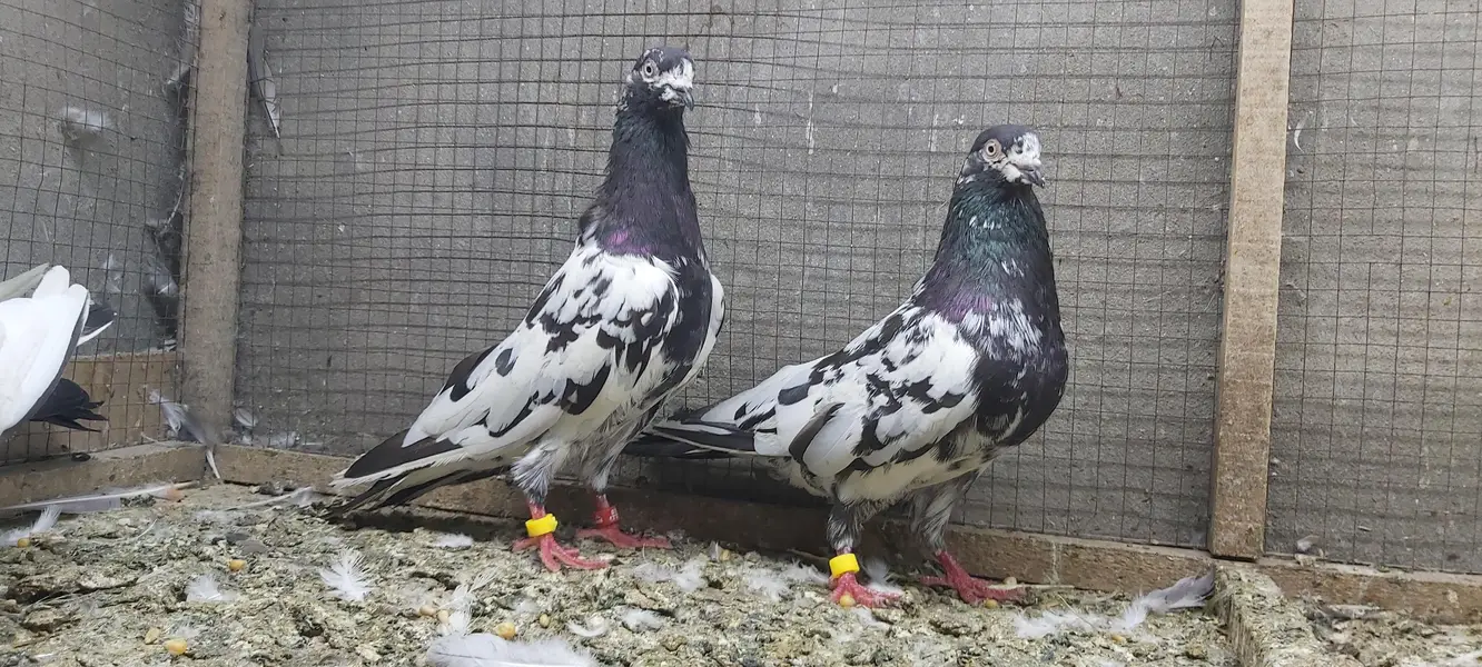 Rampuri joro walay kabotar for sale. — photo 6