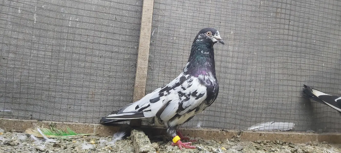 Rampuri joro walay kabotar for sale. — photo 8