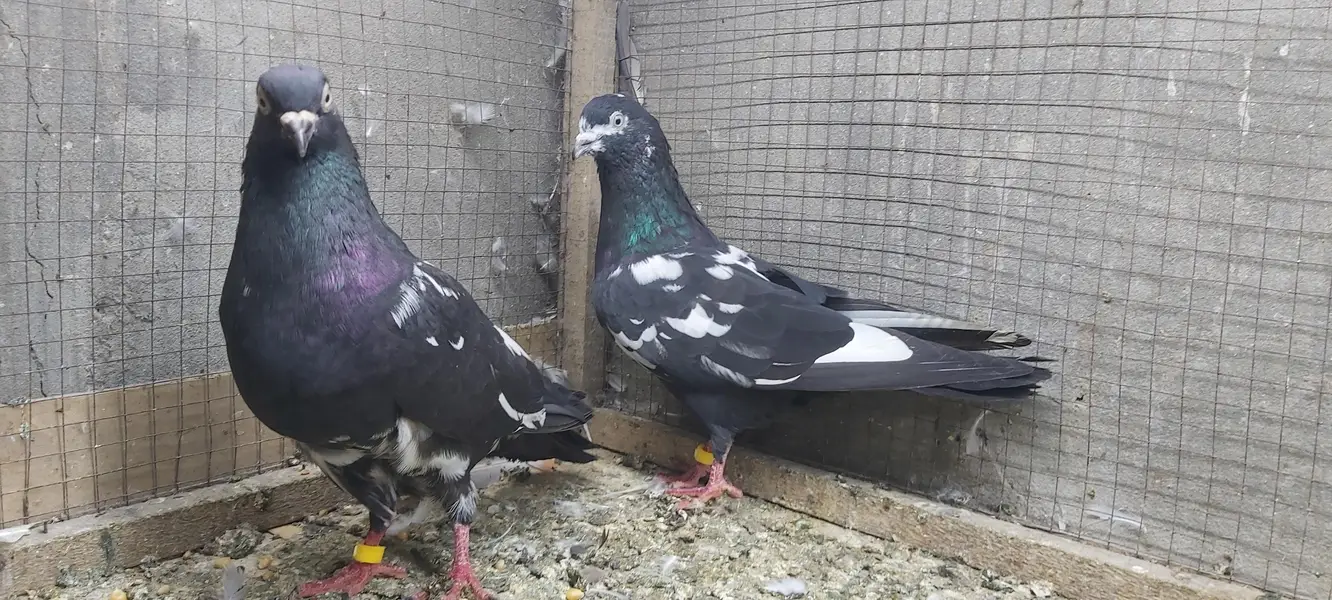 Rampuri joro walay kabotar for sale. — photo 9