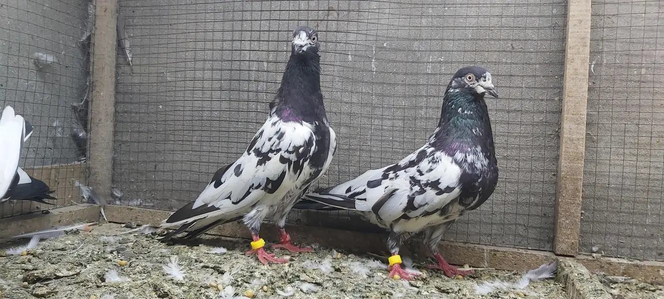 Rampuri joro walay kabotar for sale. — photo 12