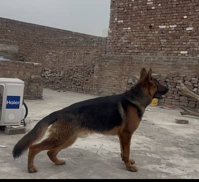 German shepherd pink pedigree