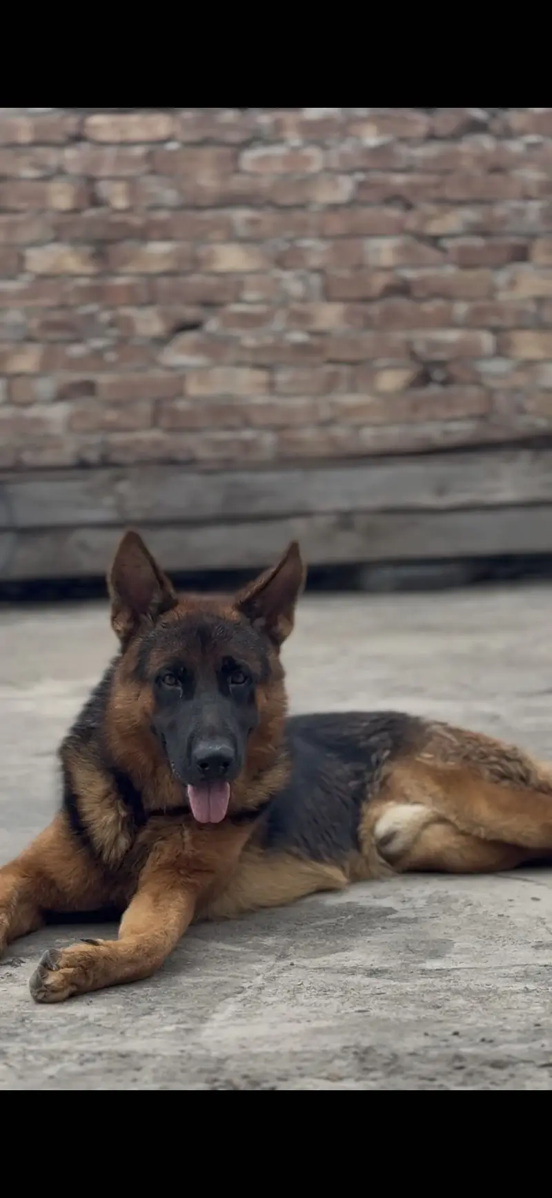 German shepherd pink pedigree — photo 2