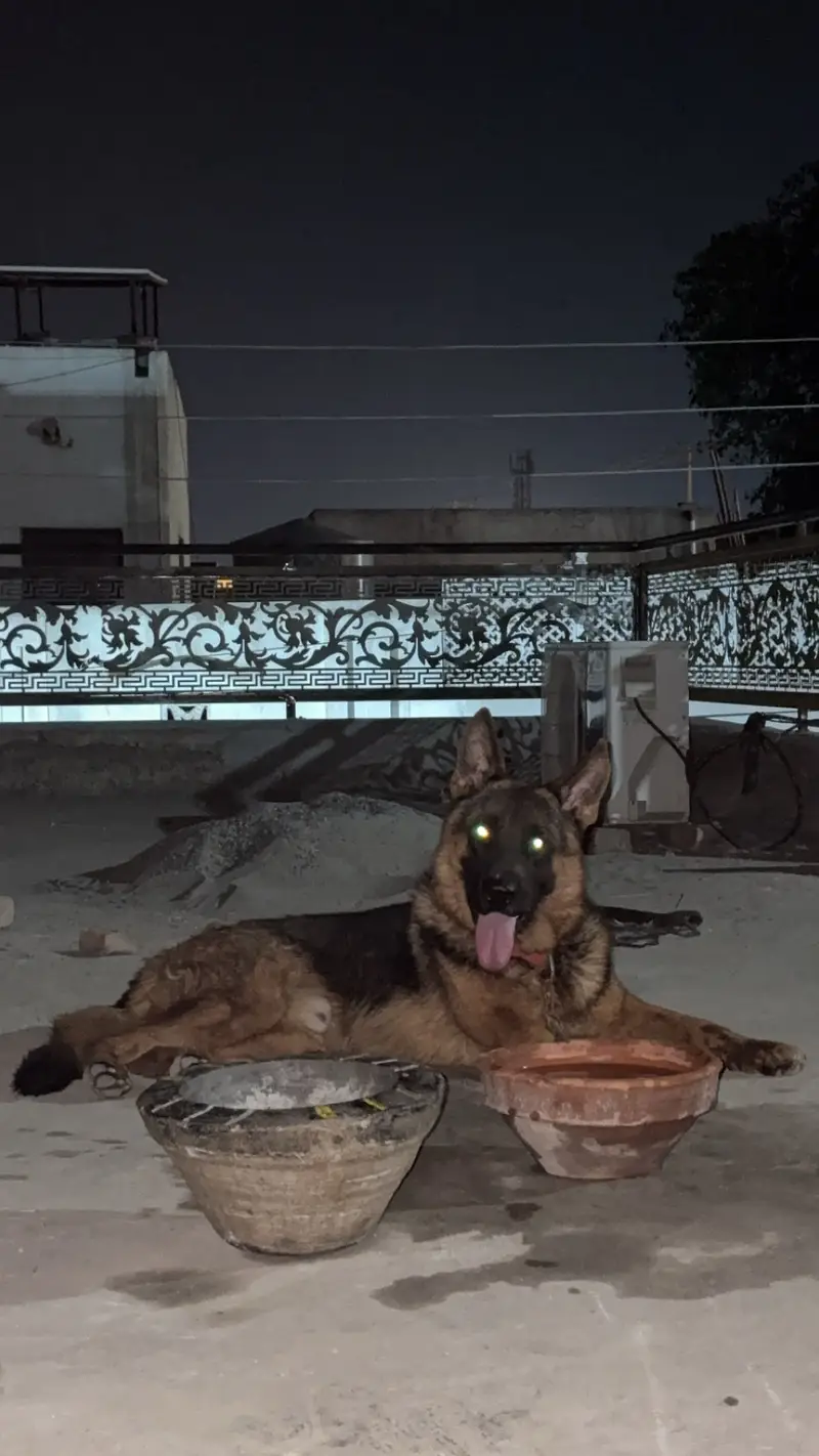 German shepherd pink pedigree — photo 3