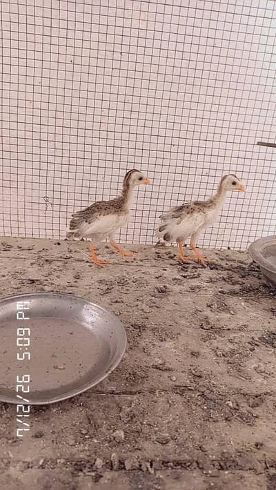 Gena fowl baby