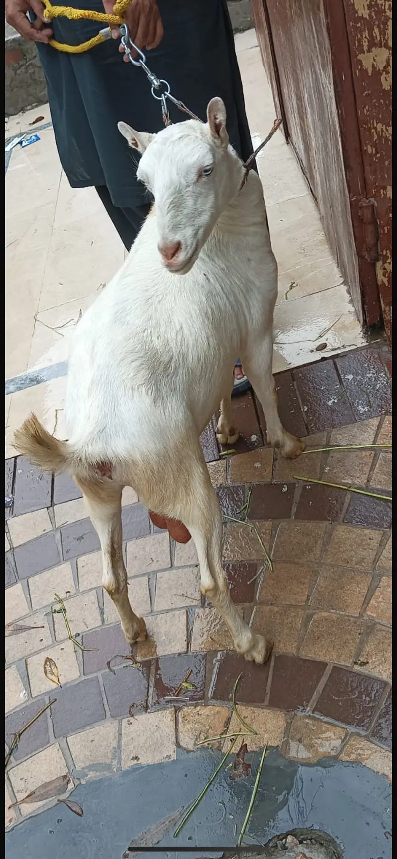 Teddy bakri white eyes chota kan — photo 2