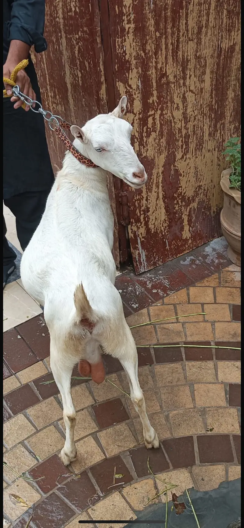 Teddy bakri white eyes chota kan — photo 3