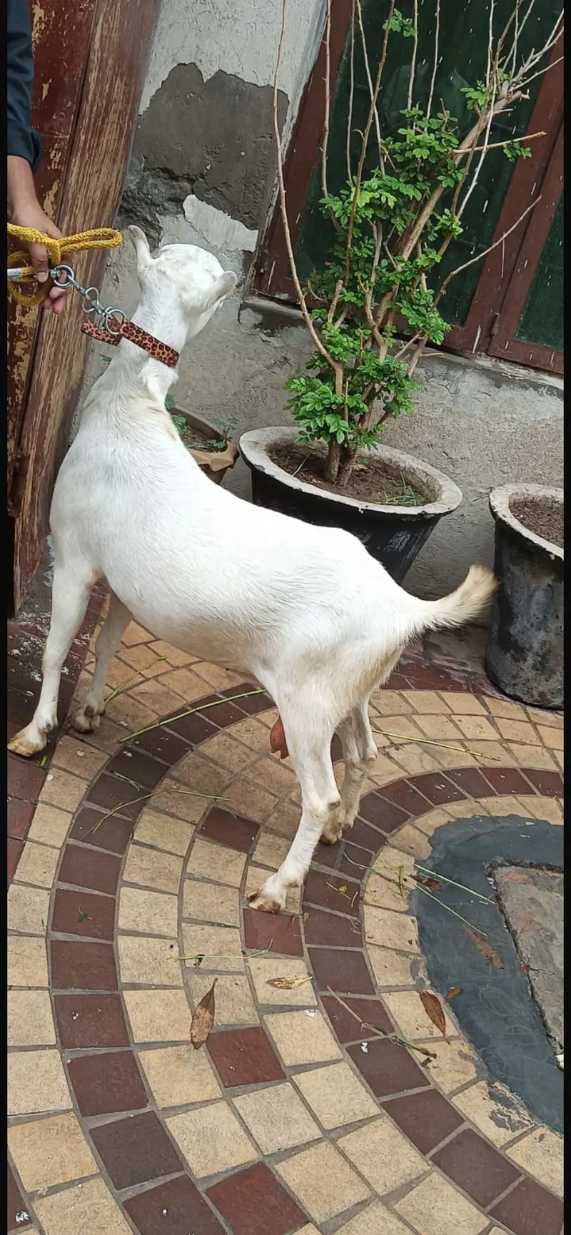Teddy bakri white eyes chota kan — photo 4