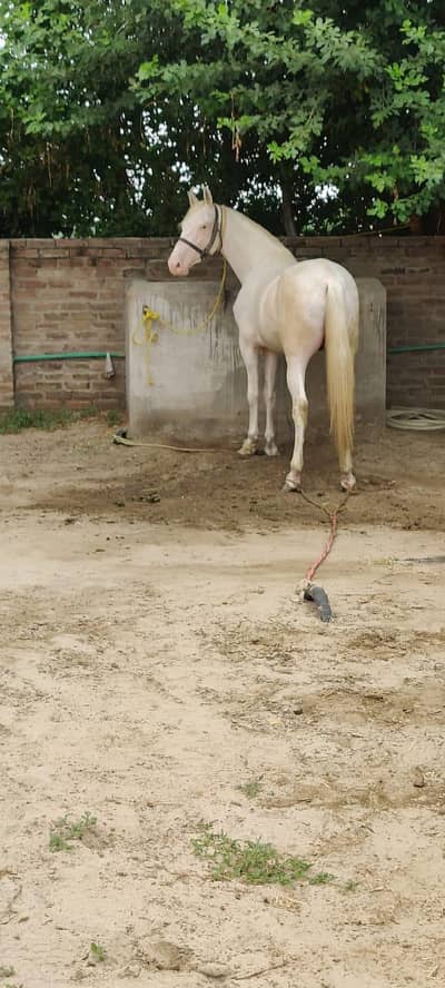 white horse