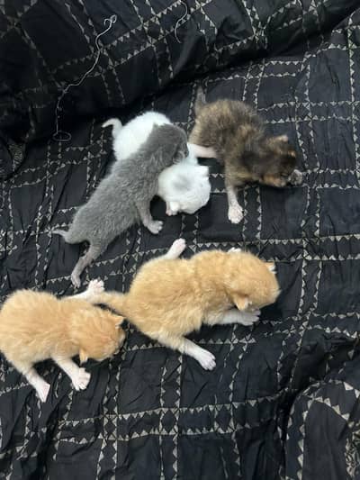  Persian Kittens for Sale 