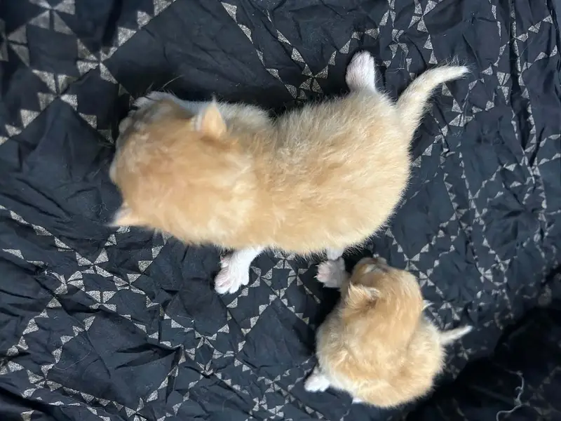  Persian Kittens for Sale  — photo 2