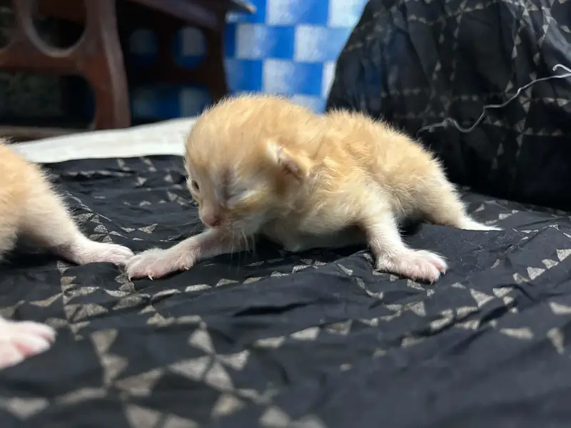 Persian Kittens for Sale  — photo 3