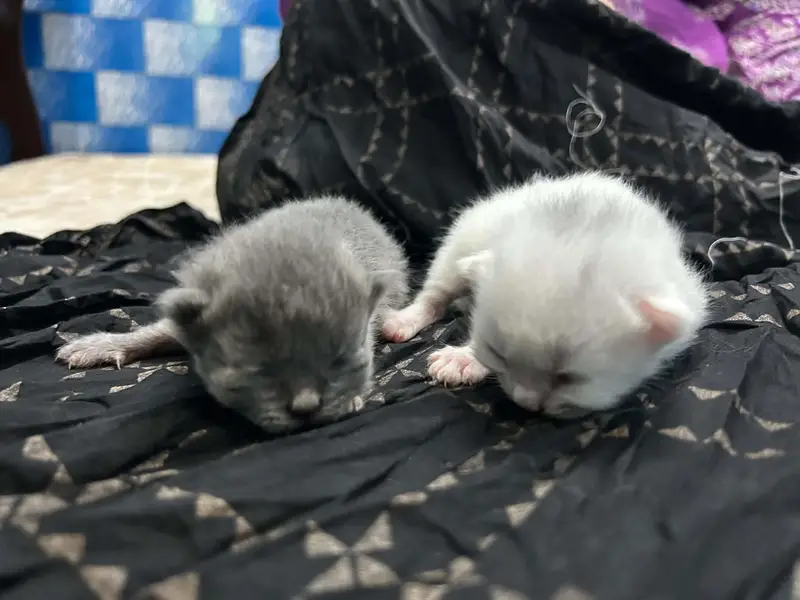  Persian Kittens for Sale  — photo 4