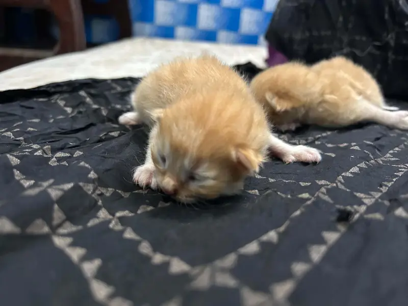  Persian Kittens for Sale  — photo 5