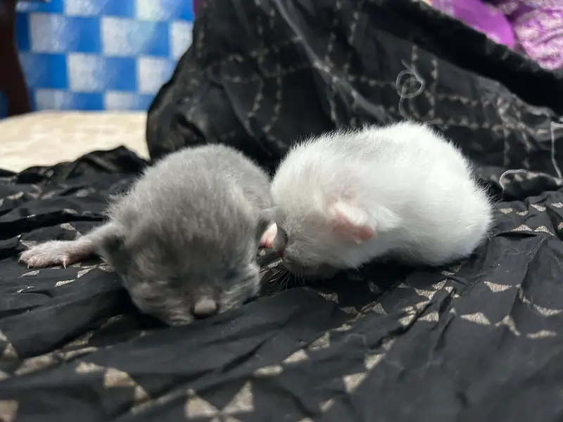  Persian Kittens for Sale  — photo 6