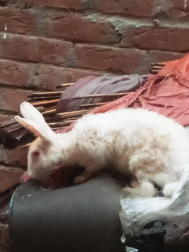 9 red eyes rabbit 1 female ni 10 tak bacha dana ha — photo 5