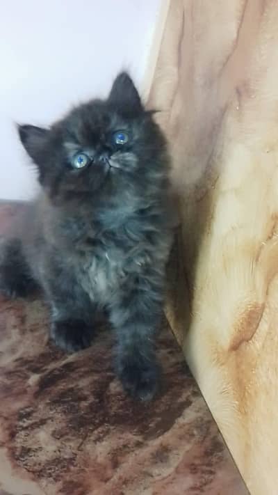 persian kittens