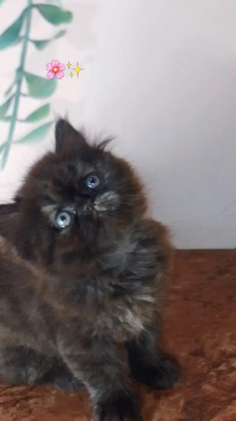 persian kittens 8k each — photo 2
