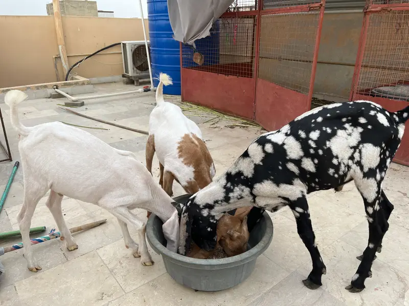 3 Desi tapra bakre sell — photo 2