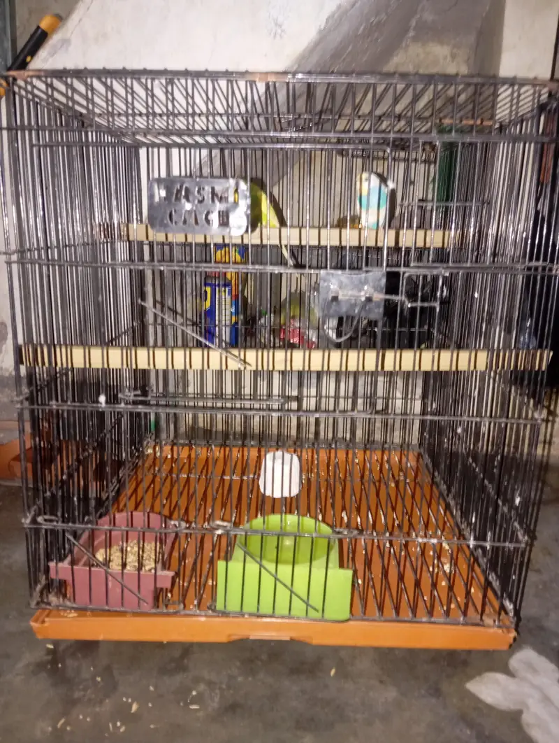 healthy and active breeder pair — photo 2