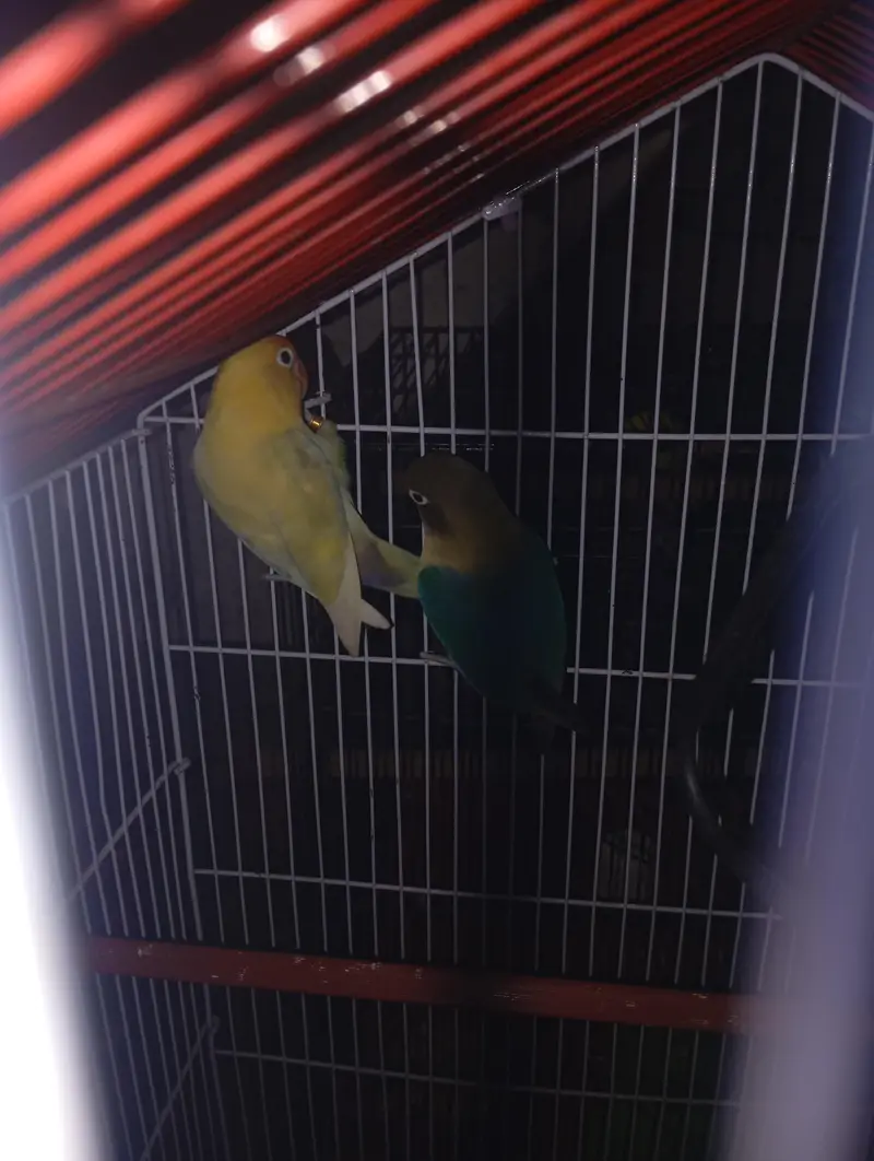 healthy and active breeder pair — photo 3