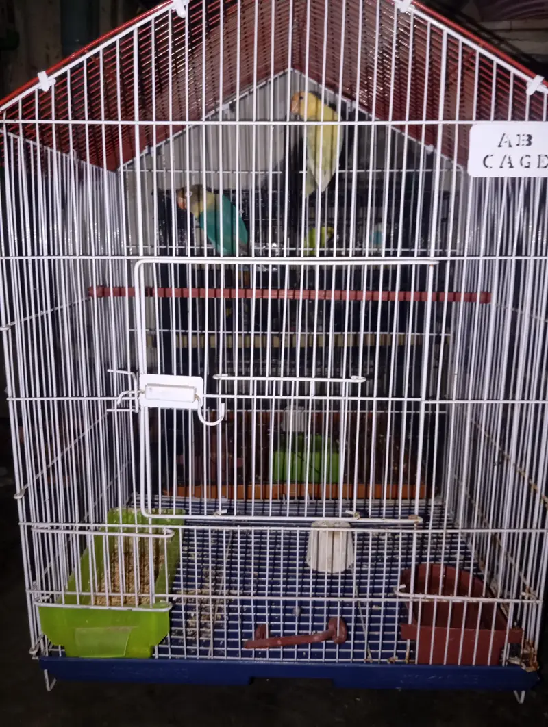 healthy and active breeder pair — photo 4