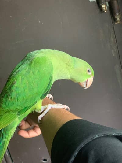 Ringneck pathay handtamed