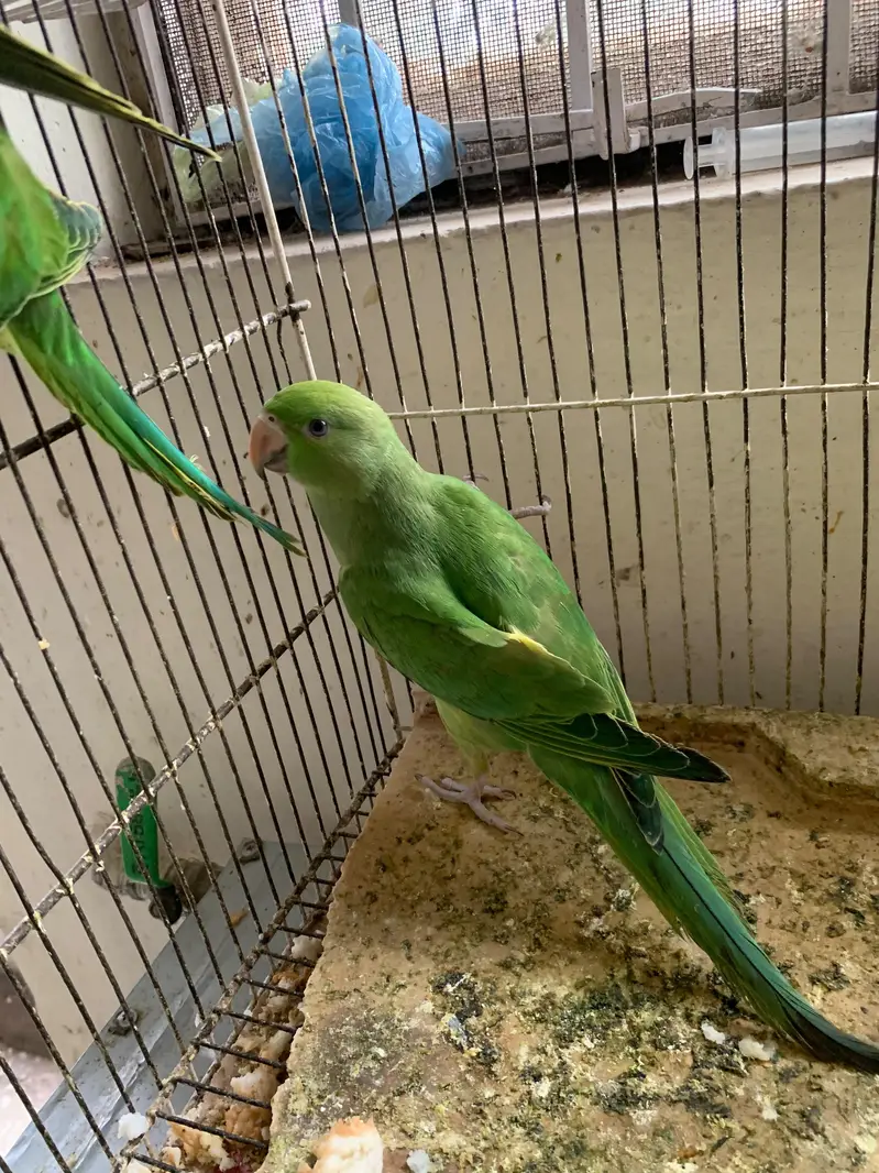 Ringneck pathay handtamed — photo 2