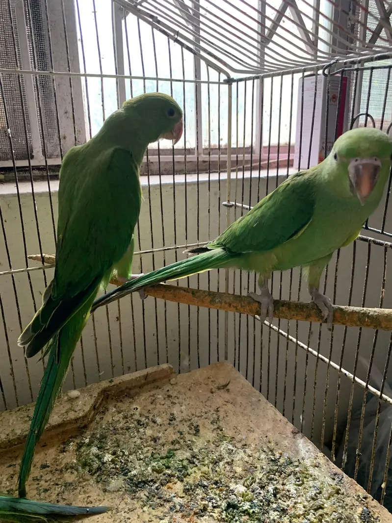 Ringneck pathay handtamed — photo 3