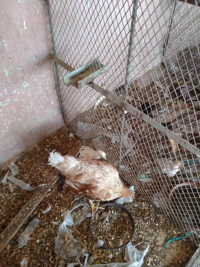 5 murgi 1 murga — photo 2