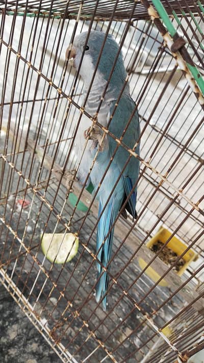 blue monk for sale