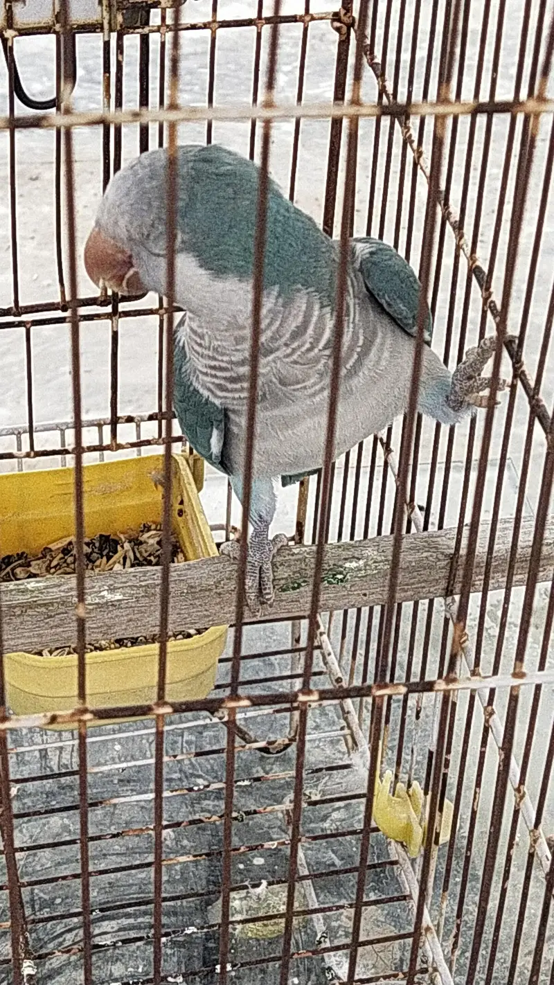 blue monk for sale — photo 2